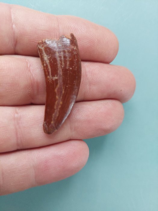 Dinosaur - Fossil tooth - Abelisauridae - 4.4 cm  (No Reserve Price)
