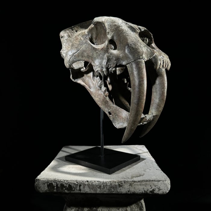 INGEN RESERVEPRIS - En kopi af et Sabeltand-kranie på et specialfremstillet stativ - Museumskvalitet Taksidermi replika-montage - Smilodon - 34 cm - 20 cm - 32 cm
