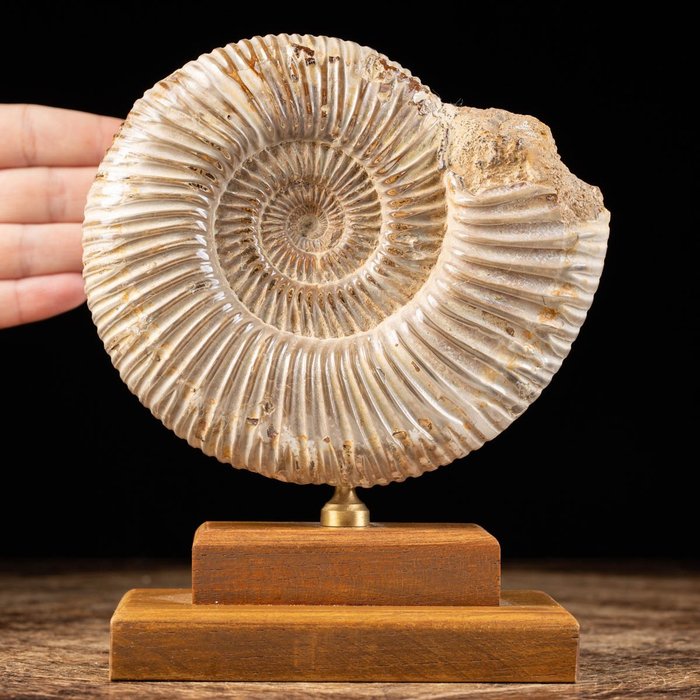 Ammonit – Basis aus Holz und Messing - Fossiles Fragment - Douvilleiceras sp. - 18 cm - 15 cm