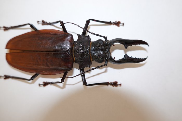 Niezwykły chrząszcz Macrodontia Eksponat taksydermiczny (całe ciało) - Macrodontia crenata - 88 mm - 1 mm - 1 mm - Gatunki inne niż CITES