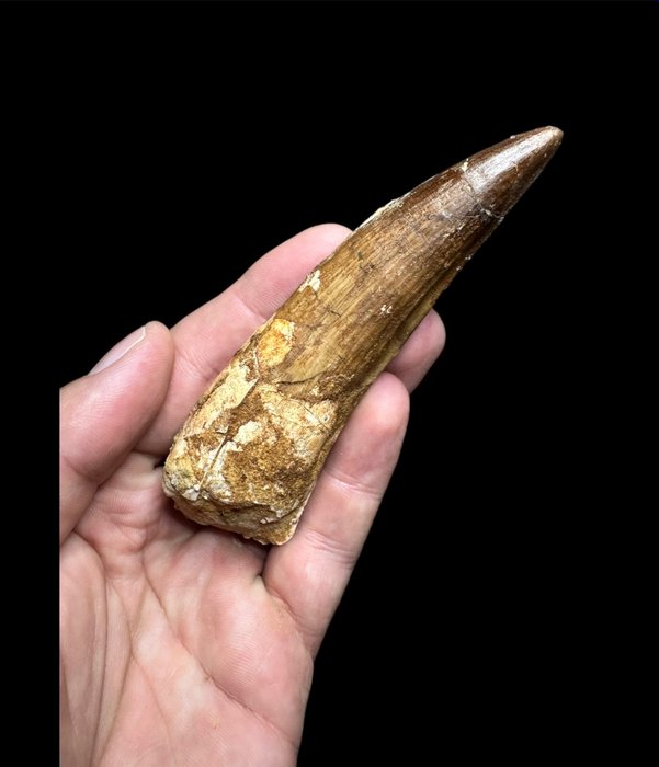 Dinosaurio - Diente fósil - Spinosaurus Aegyptiacus - 12 cm - 3 cm