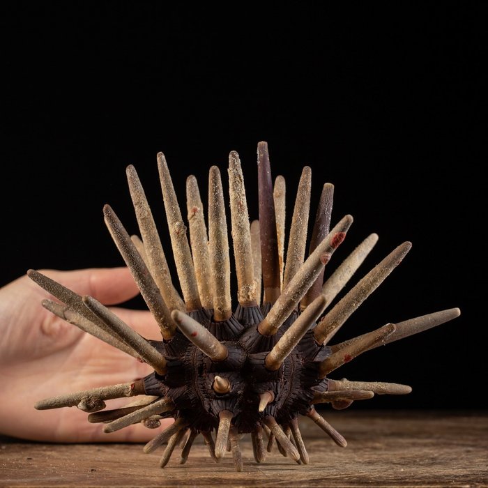 石板铅笔 - 海胆 - 海胆“铅笔刺猬” - 动物标本剥制全身支架 - Phyllacanthus Imperialis - 158 mm - 206 mm - 187 mm