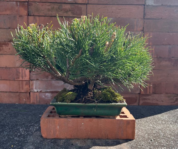 Fyrretræs bonsai (Pinus) - Højde (Træ): 23 cm - Dybde (Træ): 37 cm - Japan