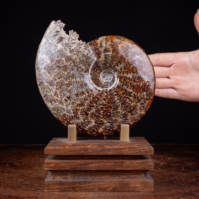 Ammonite su Base Artistica in Legno e Ottone - Animale fossilizzato - Aioloceras (Cleoniceras) sp. - 209 mm - 156 mm