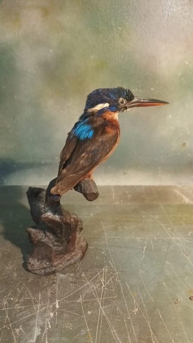 藍耳翠鳥 標本全身支架 - Alcedo meninting - 20 cm - 12 cm - 13 cm - 非《瀕臨絕種野生動植物國際貿易公約》物種