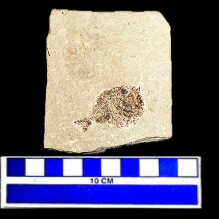 Scheletro fossile - Berycomorus firdoussi - 7.5 cm - 6.5 cm