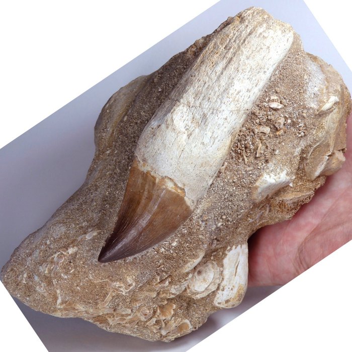 Mosasaur-tann i matrise - Fossil tann - Prognatodon giganteous pterygoid tooth - main tooth is 11,2cm - 16 cm - 9.5 cm