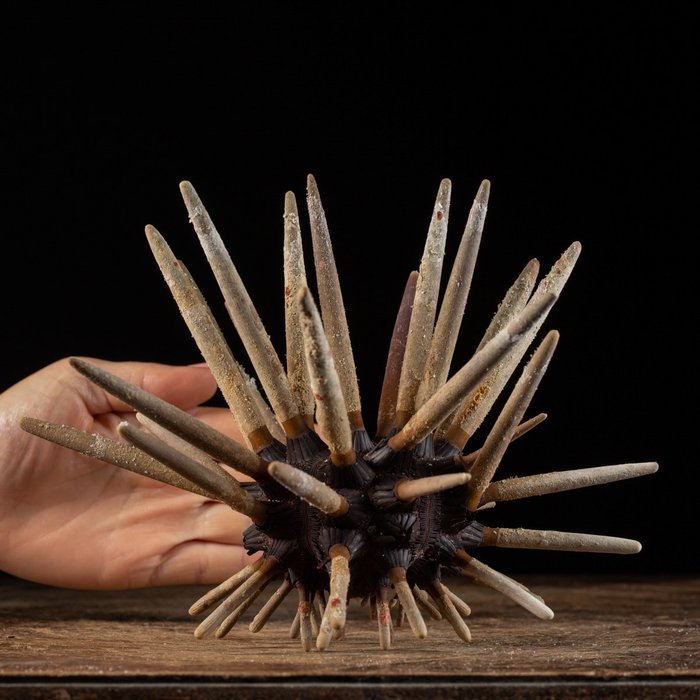 Creion ardezie - Arici de mare - Arici de mare "Ariciul creionului" - Taxidermie montură corp întreg - Phyllacanthus Imperialis - 178 mm - 206 mm - 217 mm