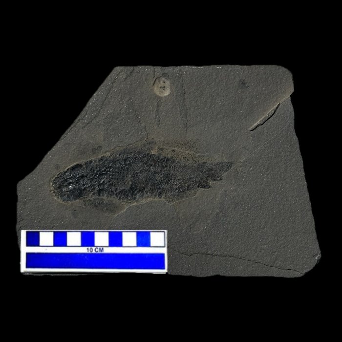 Peixe - Esqueleto fóssil - Dipterus valeciennensis - 21.5 cm - 15 cm