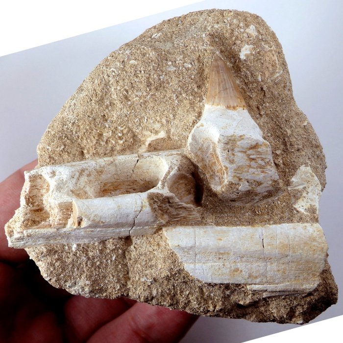 Δόντι Mosasaur με θραύσμα κάτω γνάθου - Απολιθωμένο δόντι - Platecarpus ptychodon - 90 mm - 83 mm  (χωρίς τιμή ασφαλείας)