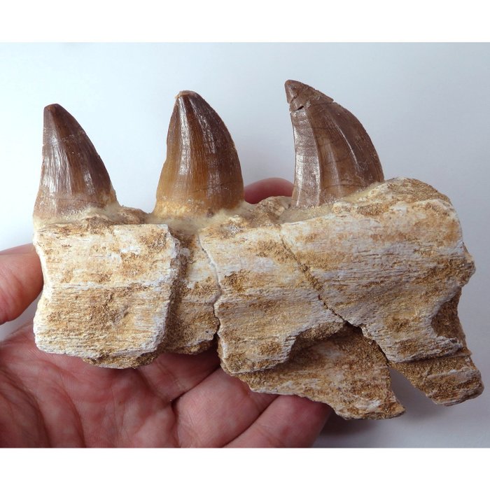 Mosasaure - Mâchoire fossilisée - Leiodon bauguei - 130 mm - 105 mm  (Sans Prix de Réserve)