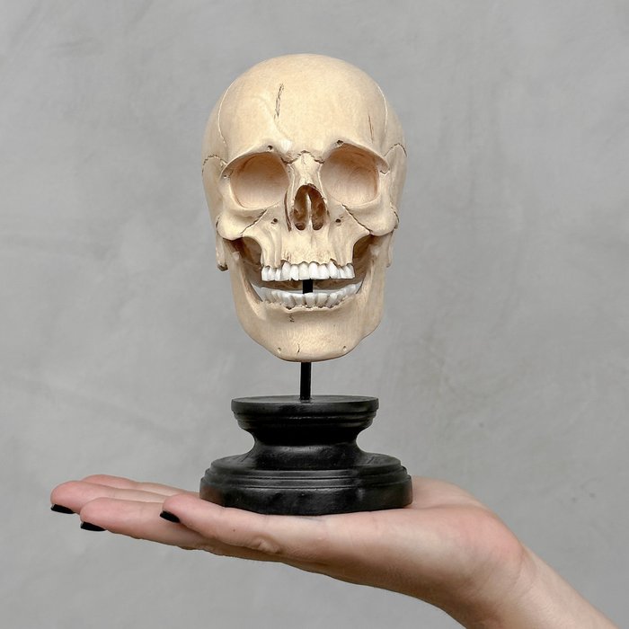 雕刻, NO RESERVE PRICE - Stunning hand-carved wooden human skull with a beautiful natural grain - 17 cm - 罗望子木 - 2024