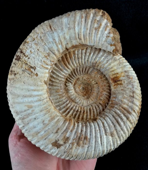 菊石亞綱 - 動物化石 - Kranosphinctes rabei (Collignon, 1959) - 15.8 cm - 13.9 cm