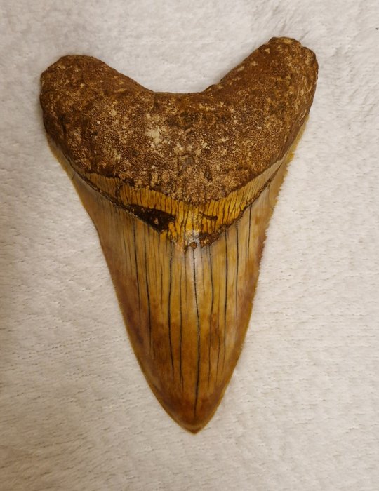 Megalodon - Skamieniały ząb - Carcharocles megalodon - 13 cm - 9 cm