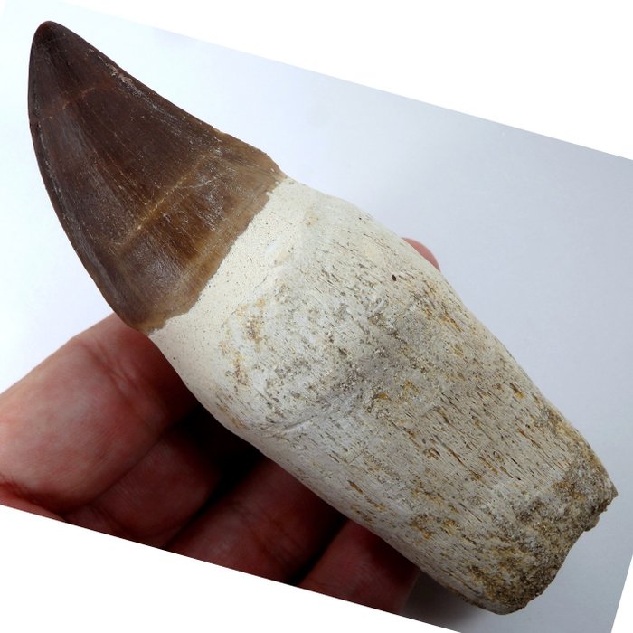 沧龙的牙齿 - 牙齿化石 - Prognatodon giganteous - Masive - 125 mm - 40 mm  (没有保留价)