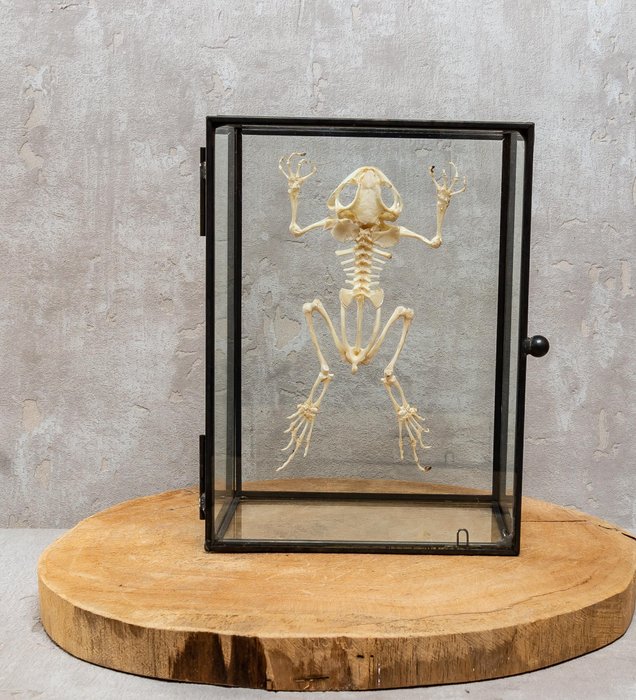 玻璃展示柜中的亚洲常见蟾蜍骨架 动物标本剥制全身支架 - Duttaphrymus melanostictus - 11 cm - 15 cm - 8 cm - 非《濒危物种公约》物种