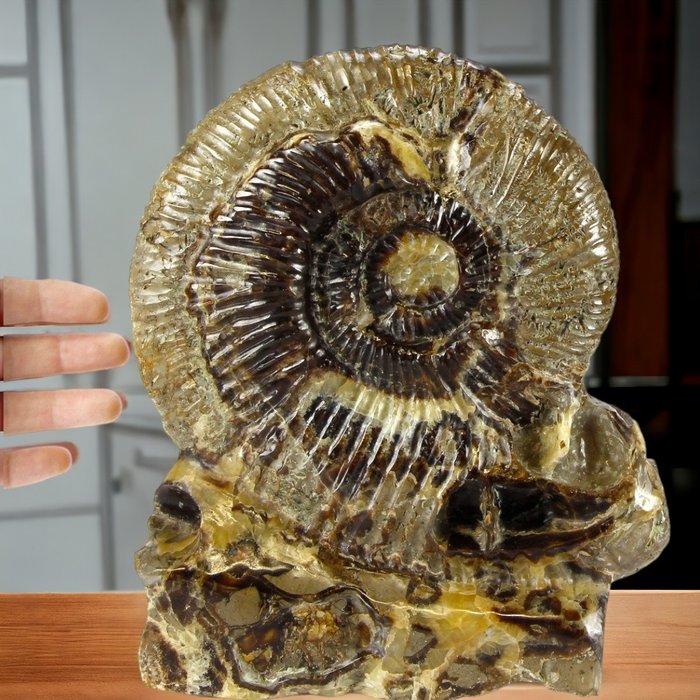 Amonit - Fragment fosilă - Aioloceras (Cleoniceras) sp. - 25.5 cm - 22 cm