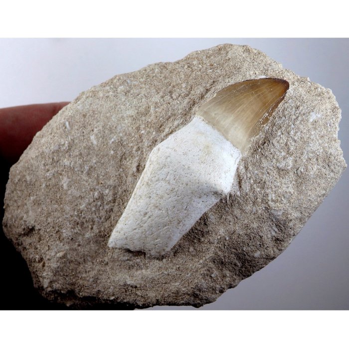 Marine krybdyr - Fossil tand - Mosasaurus (Leiodon) anceps - Main tooth is 67mm - 73 mm - 102 mm  (Ingen mindstepris)