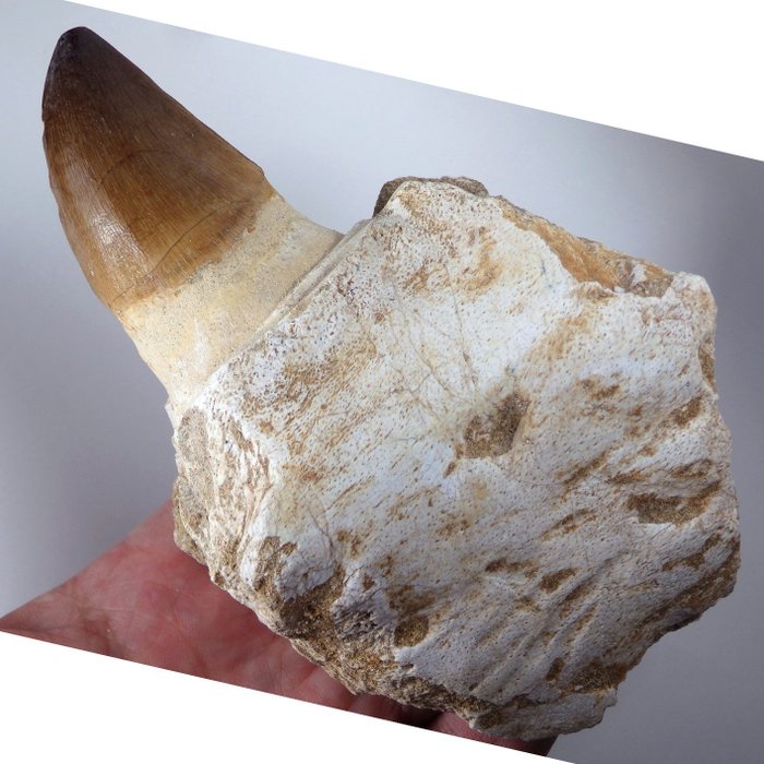 Mosasaur - Fossil tand - Prognatodon giganteous - 150 mm - 94 mm  (Ingen mindstepris)