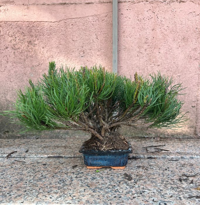 Bonsái de pino (Pinus) - Altura (árbol): 25 cm - Profundidad (árbol): 40 cm - Japón