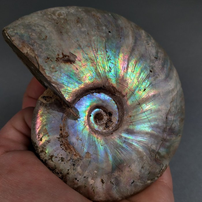 Ammonite - Fossilt skjell - Aioloceras (Cleoniceras) sp. - 10.8 cm - 9.2 cm  (Ingen reservasjonspris)