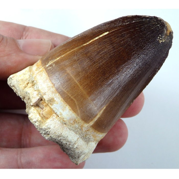 Dent de mosasaure sur matrice - Dent fossile - Prognatodon Curii - 70 mm - 45 mm  (Sans Prix de Réserve)