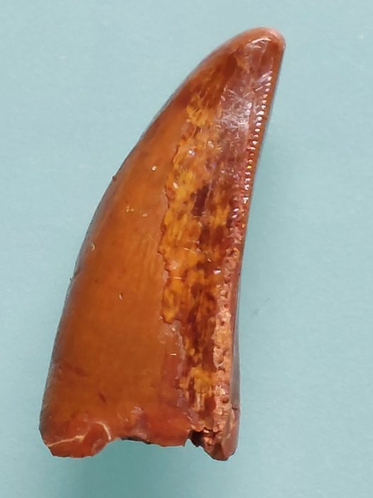 Dinosaurier - Fossiler Zahn - Carcharodontosaurus sp. - 4 cm