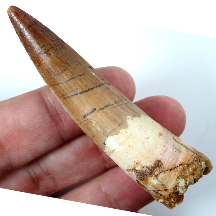 Dinosaur - Fossil tooth - Spinosaurus aegyptiacus - Cool  natural colours - 78 mm - 19 mm  (No Reserve Price)