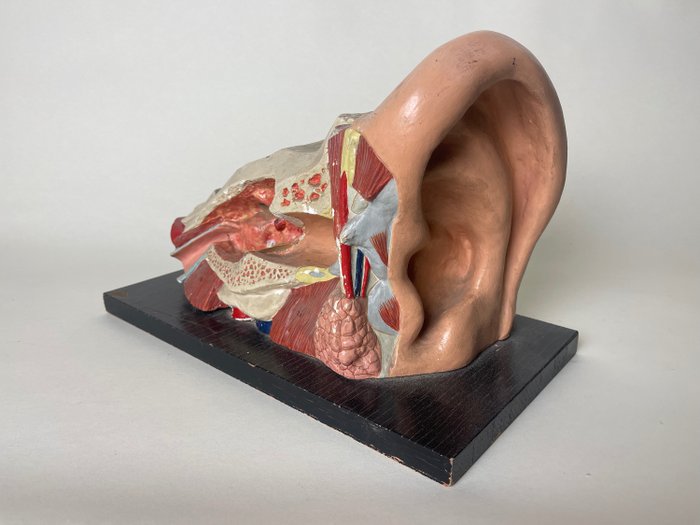 Anatomical model- Plaster, Wood - 1920-1930