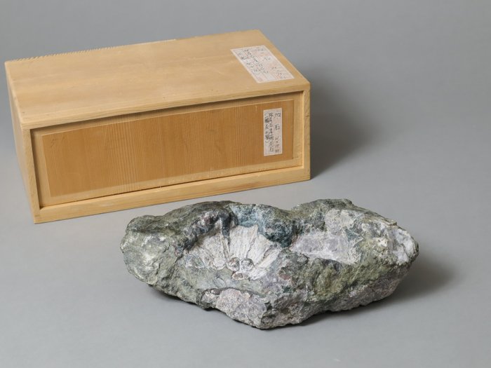 Stein - Suiseki Chrysanthemum Stone (Kikkaseki 菊花石) fra Neo 根尾 Valley med trekasse - Tidlig på 1900-tallet