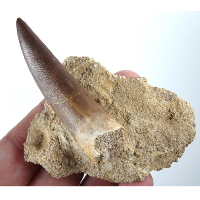 Plesiosaurus - Fossil tand - Zafarasaura oceanis - Main tooth is 70mm - Cuality specimen - 94 mm - 78 mm  (Utan reservationspris)