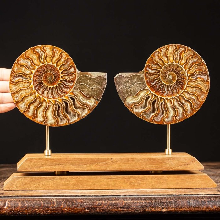 Geschnittene Ammoniten auf individuellem Stand - Tierfossil - Aioloceras (Cleoniceras) sp. - 21.4 cm - 31.5 cm
