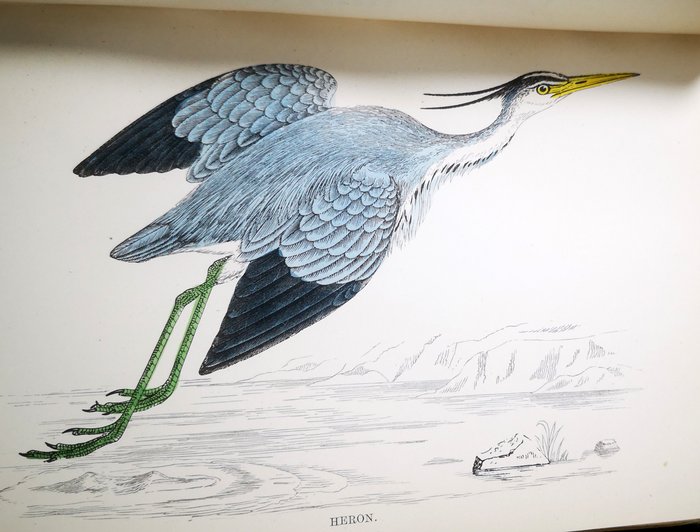 Rev F.O. Morris, B.A. member of The Ashmolean Society - History of British Birds - 1880