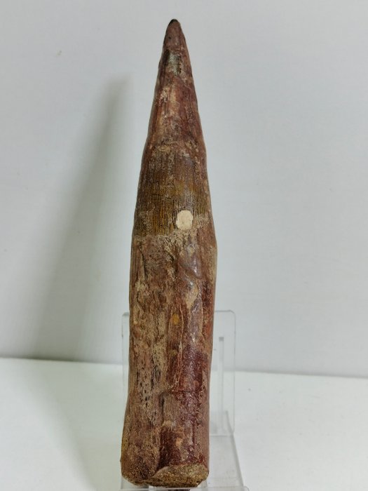 Iso dinosauruksen hammas - Fossiiliset hampaat - Espinosaurus Aegyptiacus - 170 mm - 36 mm