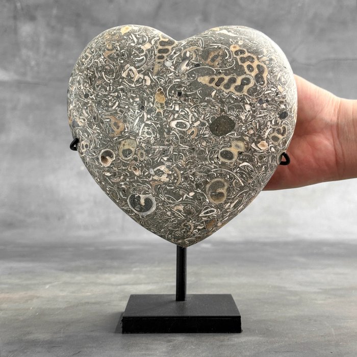 无底价 - 定制支架上美丽的 Turritella 心形 - 化石碎片 - 20 cm - 14 cm  (没有保留价)