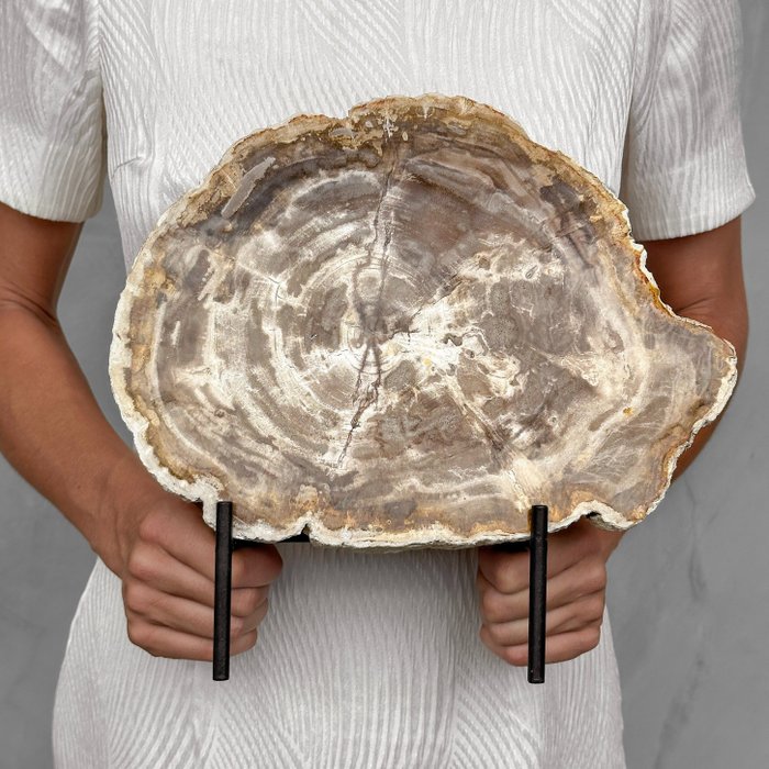 SENZA PREZZO DI RISERVA - Bellissima fetta di legno pietrificato su un supporto personalizzato - Legno fossile - Petrified Wood - 25 cm - 28 cm  (Senza Prezzo di Riserva)