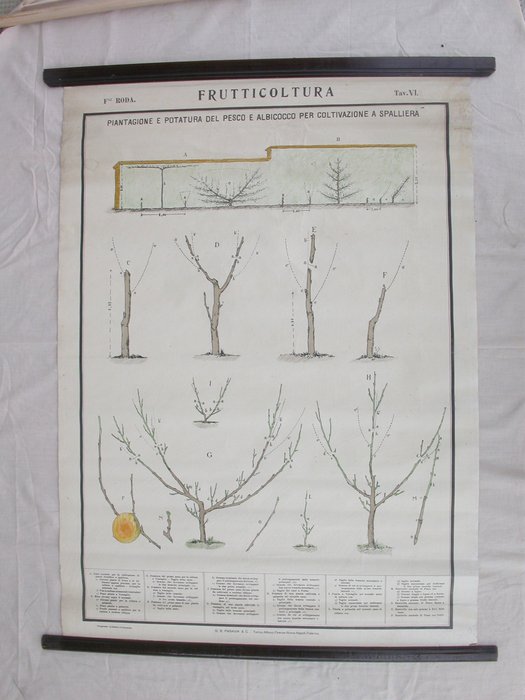 Paravia Roda Peach and Apricot Fruit Trees - Carte scolaire (1) - tissu