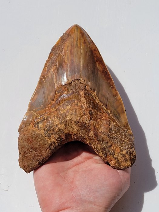 Megalodon - Fossil tooth - Carcharocles (Otodus) megalodon - 15.6 cm - 11.2 cm
