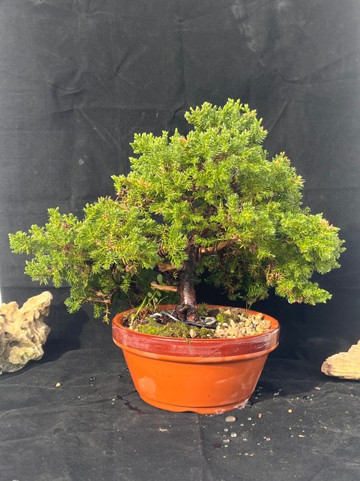 Juniper bonsai (Juniperus) - Magasság (fa): 25 cm - Mélység (fa): 30 cm - Portugália