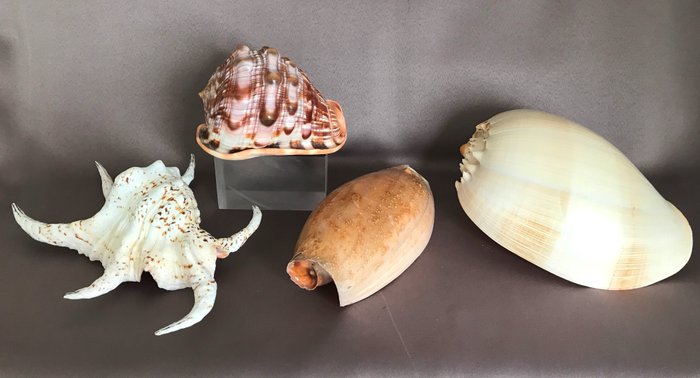 瓜壳、象鼻壳、蜘蛛壳、浮雕壳 蛤 - Melo melo, Voluta glans, Lambis chiagra, Cypraecassis rufa  (没有保留价)