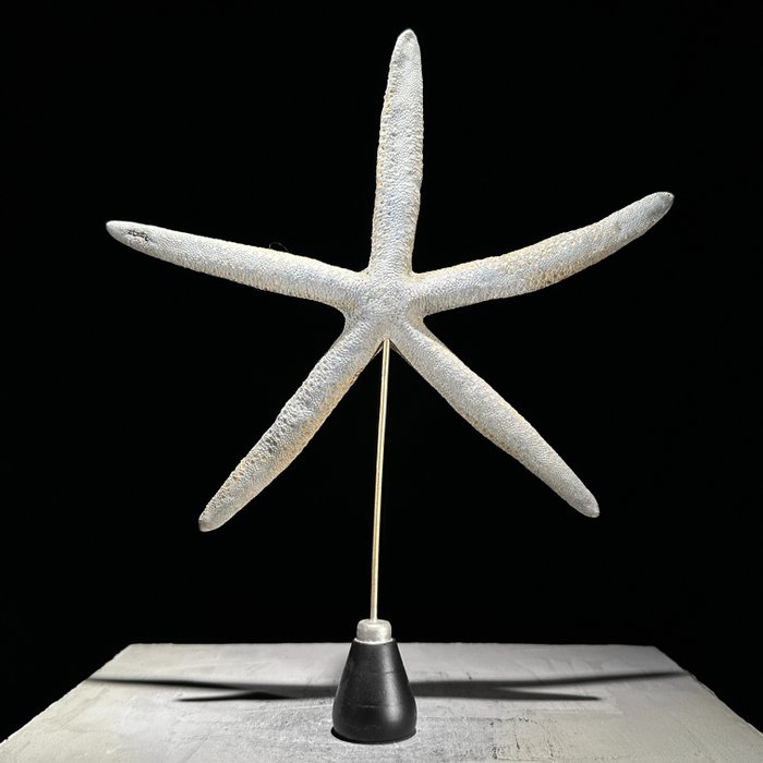 AUCUN PRIX DE RÉSERVE - Belle étoile de mer sur un stand personnalisé- Coquillage marin - Linckia laevigata  (Sans Prix de Réserve)