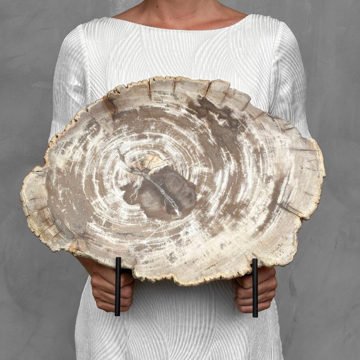 無保留價格 - C - 華麗的石化木片帶支架 - 化石木材 - Petrified Wood - 34 cm - 42 cm  (沒有保留價)