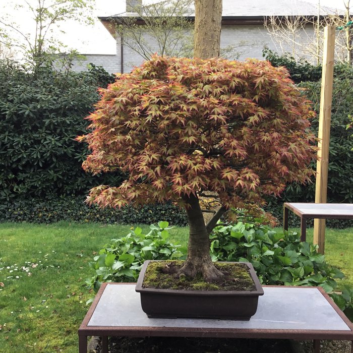 Japanese maple bonsai (Acer palmatum) - Magasság (fa): 80 cm - Mélység (fa): 70 cm - Japán
