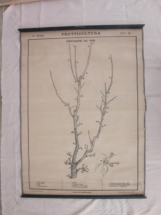 Paravia Roda - Pear Tree Branches - Mapa de escuela (1) - tejido