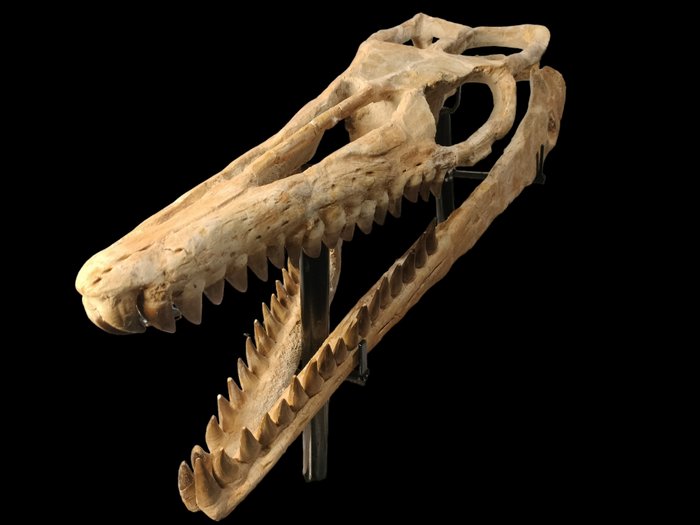 Mosasaurier - Fossiler Schädel - 73 cm - 44 cm