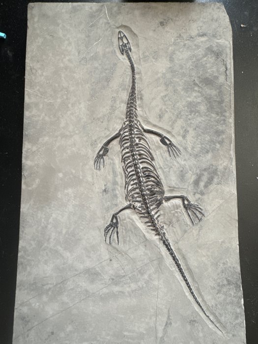 海洋爬蟲類-Keichousaurus化石 - 30x18.3x1.9cm（三疊紀251.9 - 201.3） - 動物化石 - Keichousaurus - 30 cm - 18.5 cm