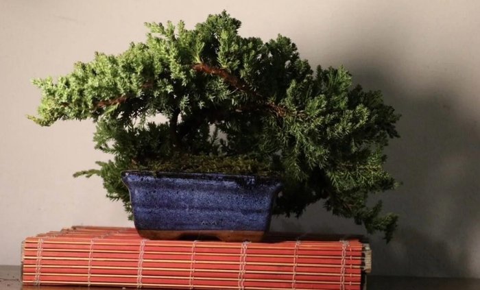 Kataja-bonsai (Juniperus) - Korkeus (puu): 19 cm - Syvyys (puu): 38 cm - Japani