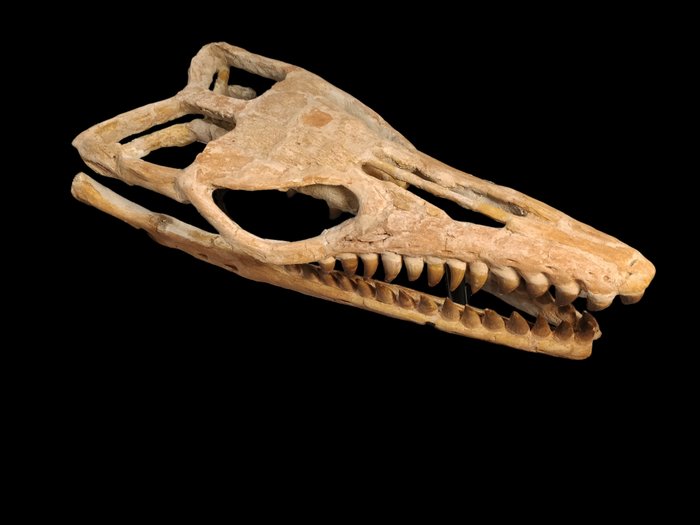 Mosasaurier - Fossiler Schädel - 62 cm - 36 cm
