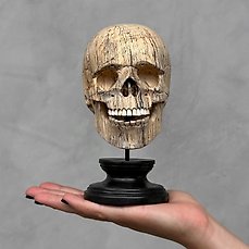 Snijwerk, NO RESERVE PRICE – Hand-carved Wooden Human Skull With Stand – 20 cm – Tamarinde hout – 2024