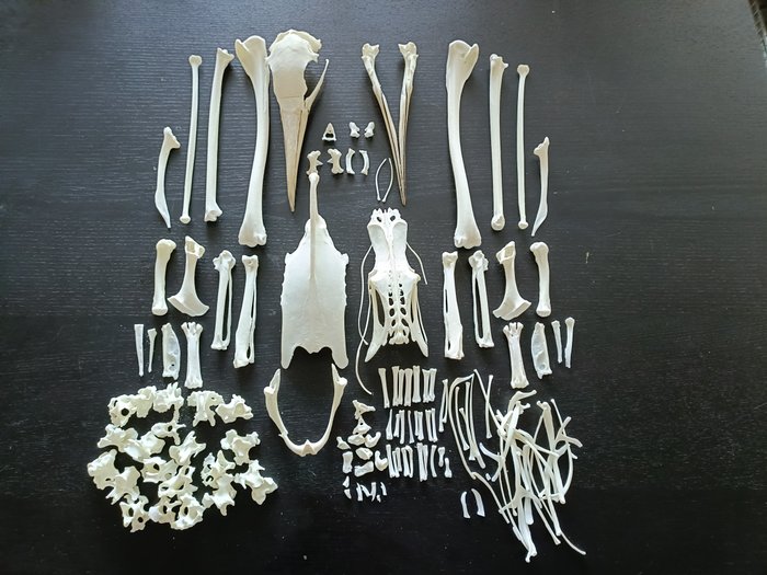 Głuptak północny - pełny szkielet - Eksponat taksydermiczny (całe ciało) - Morus bassanus - 50 cm - 120 cm - 0 cm - EU Annex I